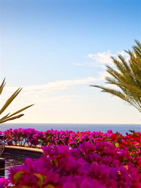 Visiting Cabo San Lucas in February (Weather and Activities) – Cabo Visitor