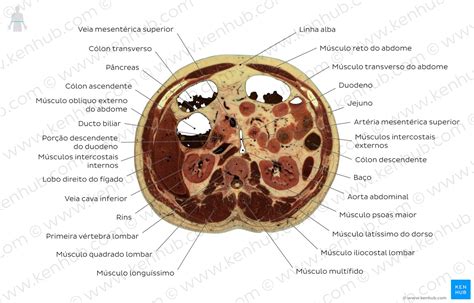 Anatomia Seccional Secções Transversais Do Corpo Humano Kenhub