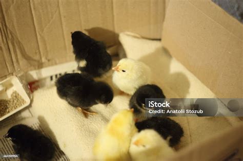 Anak Ayam Yang Baru Lahir Dalam Kotak Bergelombang Menunggu