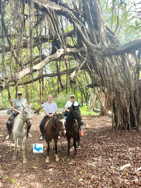 Costa Rica Travel | 🌳 Discovering the Magic of Matapalo Trees in
