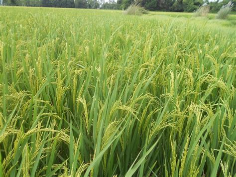 Natural Brown Hybrid Paddy Seeds Jk 2082 125 135 Days Packaging Type