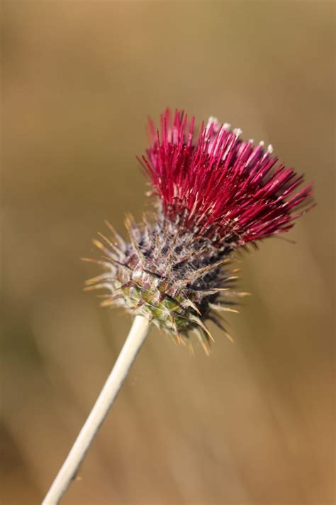 Cuesta Ridge Thistle | Los Padres ForestWatch