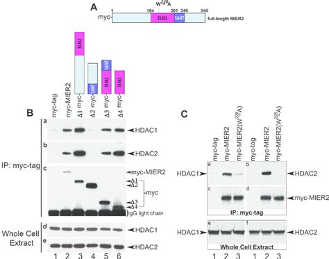 Interaction Of Hdac And With Mier Deletion Constructs A