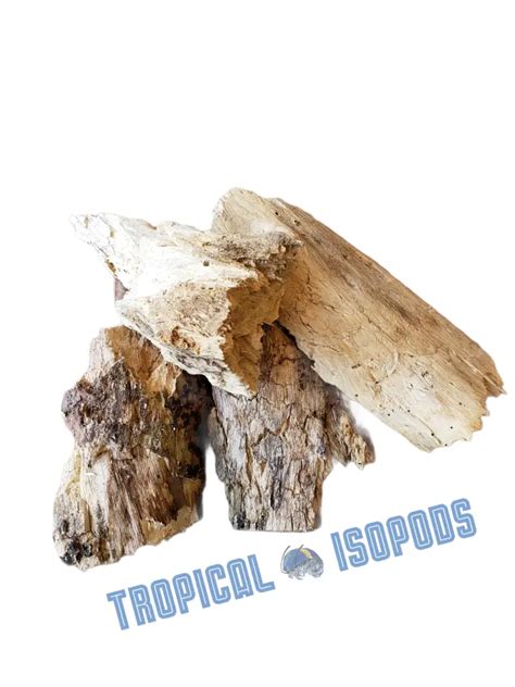 Premium Rotting Wood Tropical Isopods