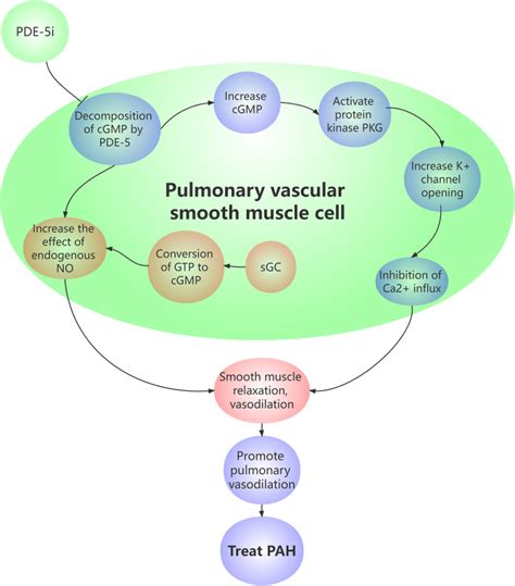 A Study On The Molecular Mechanism Of High Altitude Heart Disease In