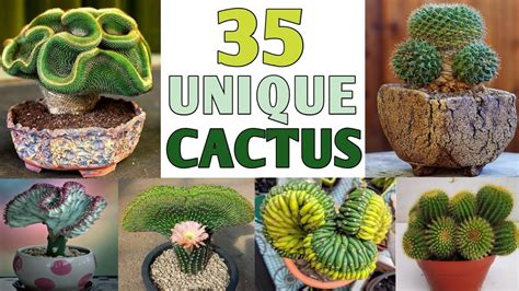 35 Unique Cactus Plants Rare And Unique Cactus Plants With