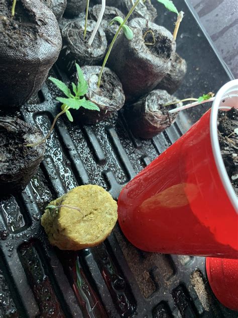 Wilted plant grow question by Greengiant716 - GrowDiaries
