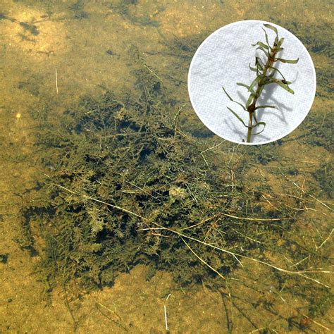 Algae And Weed Identification Clean Ponds Pond Lake Management