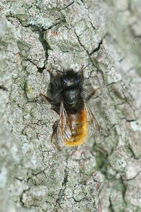 European Female Orchard Mason Bee On The Wall Stock Image Image Of