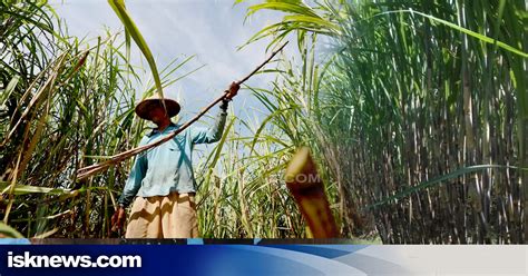 Bongkar Ratoon Dispertan Program Kemitraan Petani Tebu Genjot