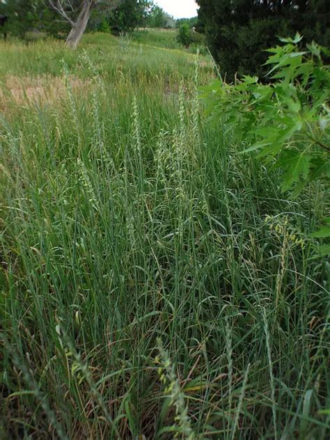 Wyoming State Grass | Western Wheatgrass