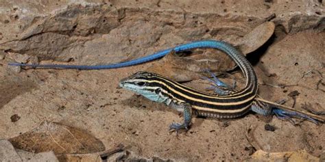 Arizona Striped Whiptail - Tucson Herpetological Society | Lizard, New