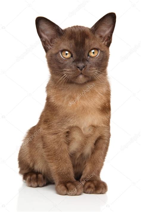 Chocolate Burmese Kitten On White Stock Photo By ©fotojagodka 101832524