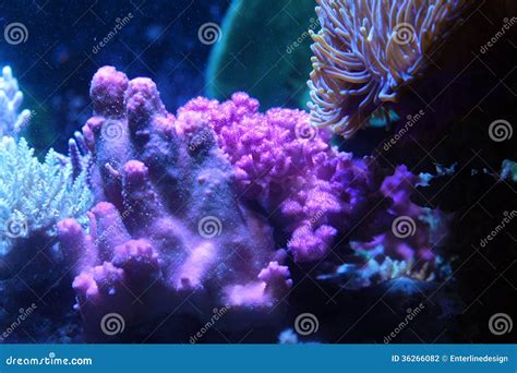 Coral Reef Stock Photography - Image: 36266082