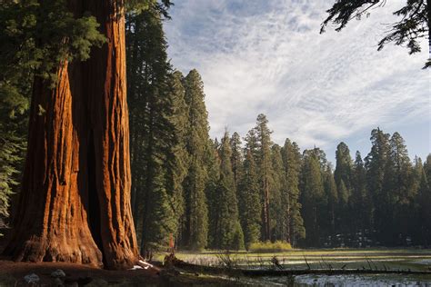 Land Of Giants 10 Facts About Sequoia National Park