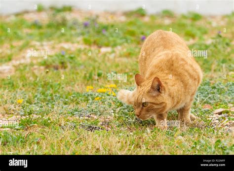 Ginger Domestic Cat Felis Silvestris Catus In Hunting Pose In A Green
