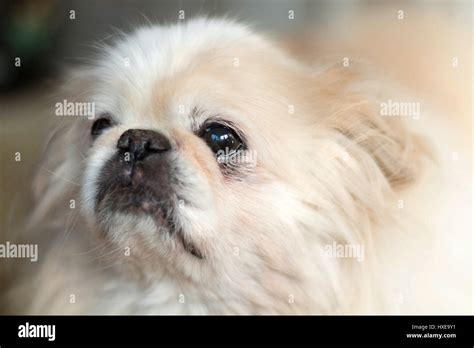 White Pekingese Stock Photo Alamy