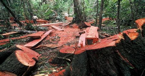 Kepentingan Sumber Hutan Kepada Manusia Kepentingan Hutan Arline Dalton