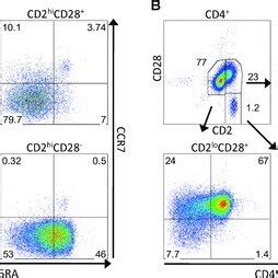 Characterization of memory T cell subsets based on CD2 and CD28 ...