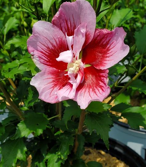 Hibiscus Syriacus Red Pillar™ Red Pillar Rose Of Sharon From Prides