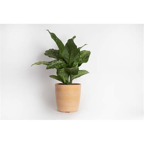 Costa Farms Dieffenbachia House Plant In 172 Gallon Planter In The