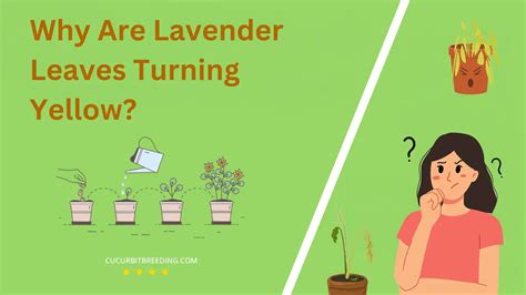 Why Are Lavender Leaves Turning Yellow Understanding Causes And Solutions 🙂