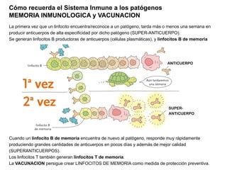 Misterios Del Sistema Inmunitario Como Protege Nuestro Cuerpo Ppt