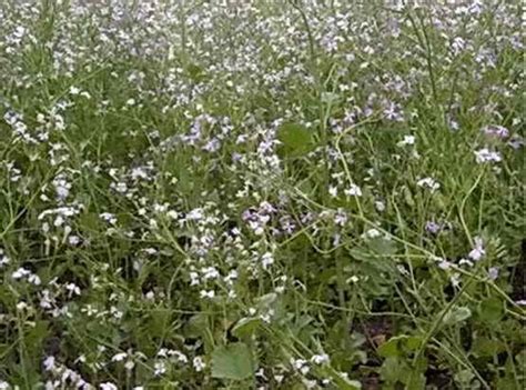 Редька масличная, как сидерат влияет на почву, сроки покоса | Дача ...