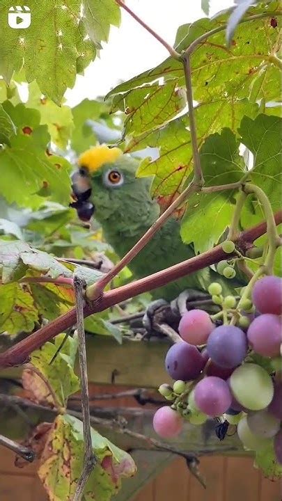 Papagaio Pode Comer Uva - papagaio comendo uvas na natureza - YouTube