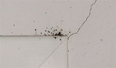 Bed Bugs In Wall How To Get Them Out