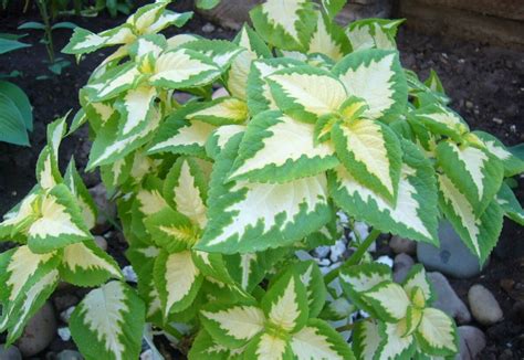 Домашний цветок крапивка (76 фото) - фото - картинки и рисунки: скачать ...