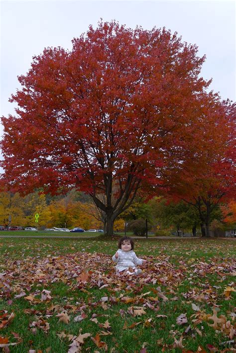 Ithaca, NY ---- Autumn in NY | Fall foliage, Ithaca, Beautiful fall