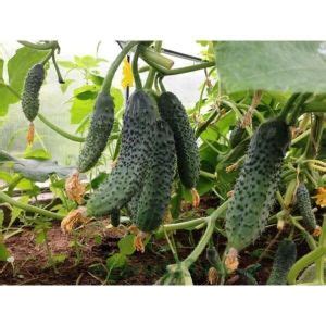 Купить Огурец Самородок F1 Цена, фото, описание, отзывы. Курьерская ...