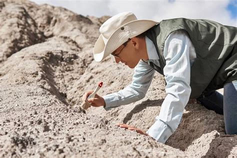 Paleontologist Stock Photos Royalty Free Paleontologist Images