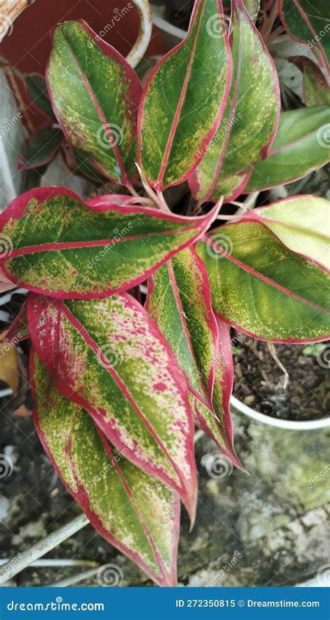 Aglaonema Lipstick Plant In Pot Stock Image Image Of Produce Flowers