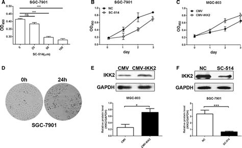 Ikk Promoted The Gc Cell Proliferation A Sgc Cells Were