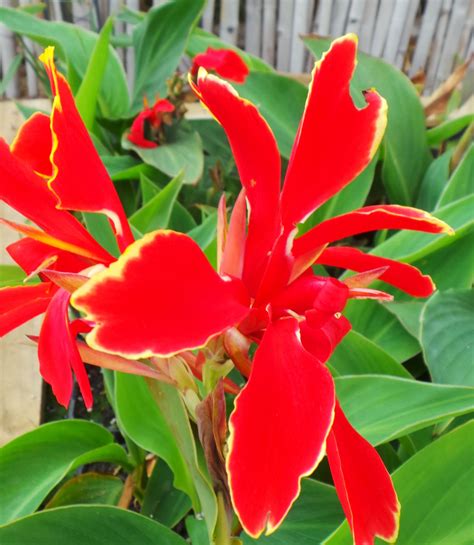 Canna Red Flowering Woodvale Fish And Lily Farm Perth