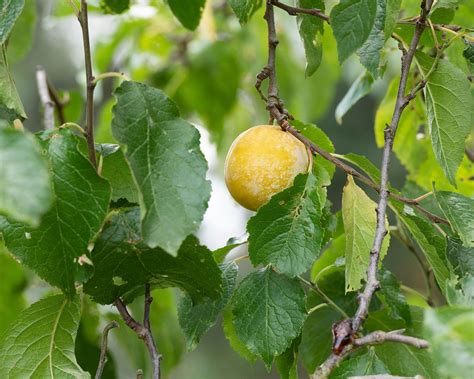 Types of plum trees: 12 varieties to grow for a fruitful autumn harvest | Gardeningetc