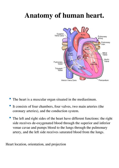 Human Heart Notes Anatomy Of Human Heart • The Heart Is A Muscular