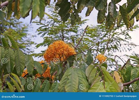 Ashoka Tree, Important Tree in the Cultural Traditions of the Indian ...