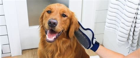How Long Is Dog Shedding Season