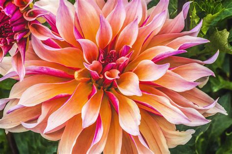 Discover The National Flower Of Mexico The Dahlia A Z Animals