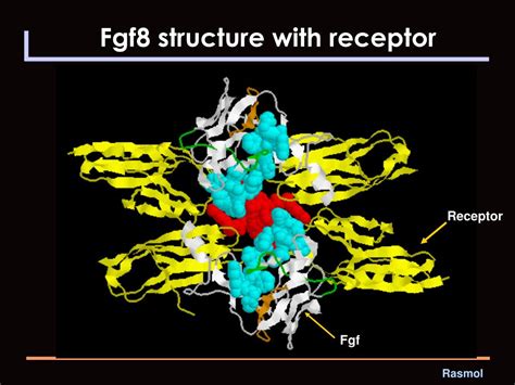 conserve fibroblast growth factor  fgf  domains powerpoint