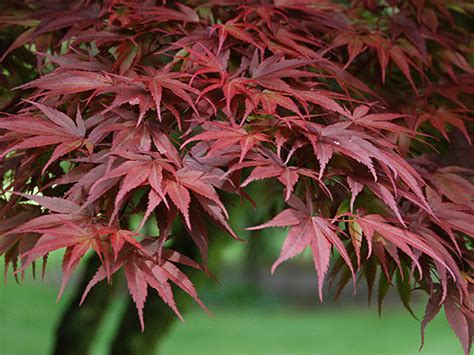 Pixie Upright Japanese Maple Raraflora