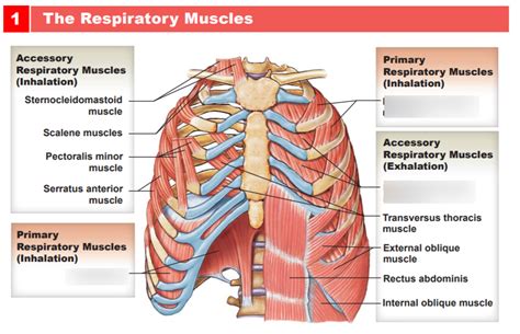 muscles labeled diagram core muscles labeled diagram anatomy