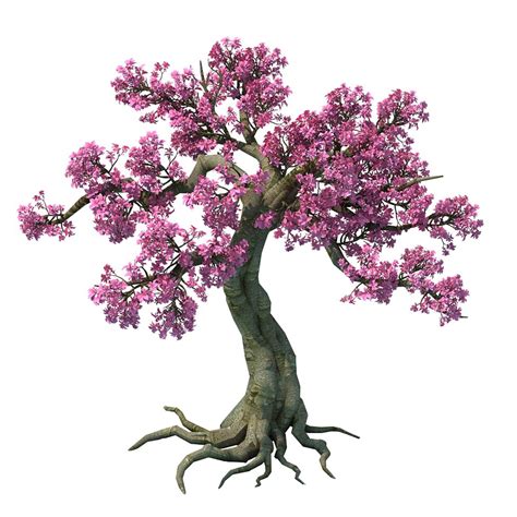 peach blossom tree 3