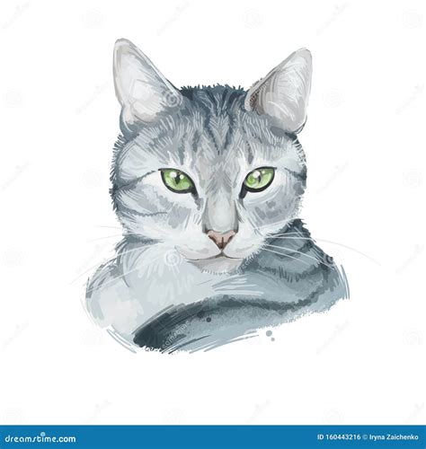 American Wirehair Cat Isolated on White Background. Digital Art