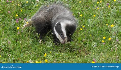 European Badger Meles Meles Adult Walking On Grass Normandy In