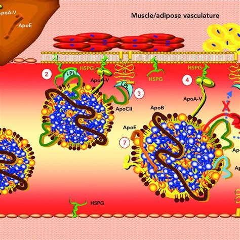 Regulation Of Triglyceride Enriched Lipoprotein Lipolysis Download Scientific Diagram