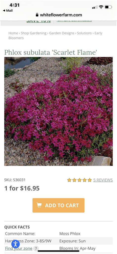 Pin By Mary Gallaher On Wish List Garden Design Moss Phlox Garden